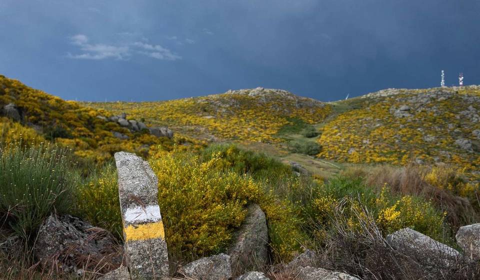 Lo spettacolo giallo che inonda la sierra di Madrid: non perderti la Giornata del Cambroño a Los Molinos questo sabato