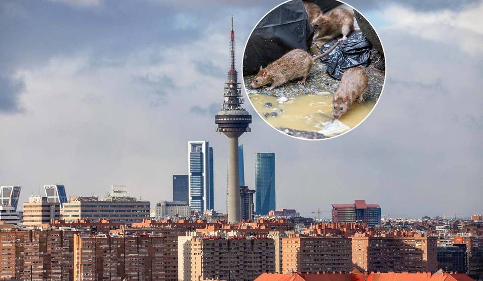 I “super topi” sono già qui: la scoperta a Madrid che preoccupa gli esperti