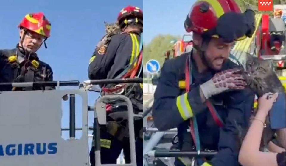 «Se ha enganchado a mí, que no se suelta»: los Bomberos de Madrid rescatan a un gato atrapado desde el lunes y el animal se niega a soltar a su salvador