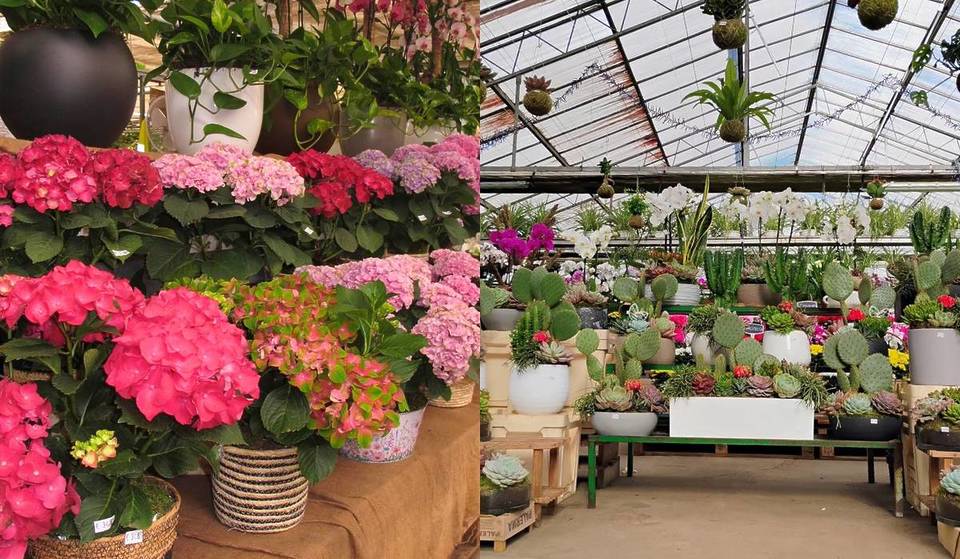 The hidden “low-cost” nursery taking Madrid by storm: it’s bigger than a shopping mall