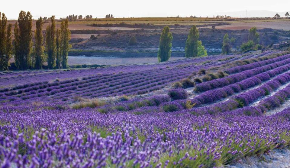 Fica a 50 minutos de Madrid e tem uns campos de lavanda espetaculares (mas quase ninguém sabe disso)