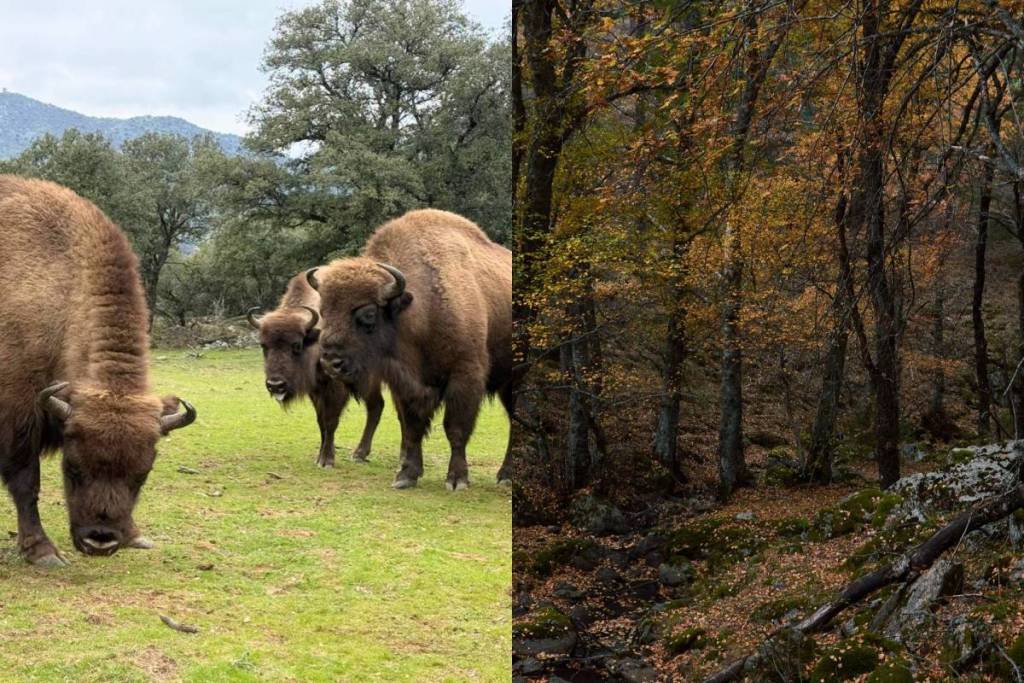 The bison that stopped the fire in Madrid: the natural firebreak that saved a reserve and dozens of animals