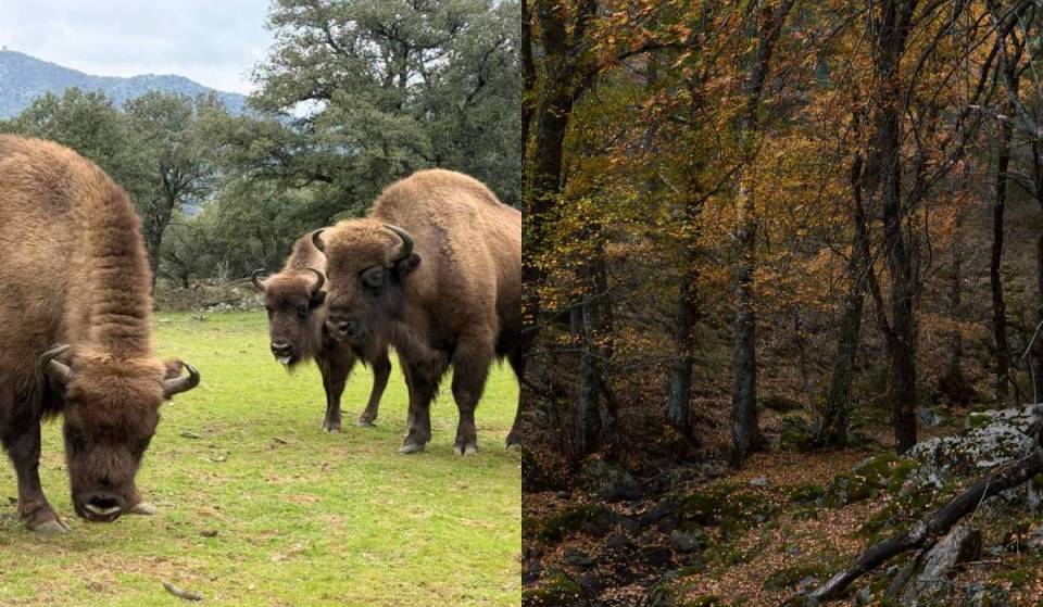 Os bisontes que travaram o incêndio em Madrid: a barreira natural que salvou uma reserva e dezenas de animais
