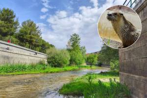 An animal that had been missing for 50 years returns to the Manzanares River in Madrid: “The river once again offers suitable conditions for animal life”
