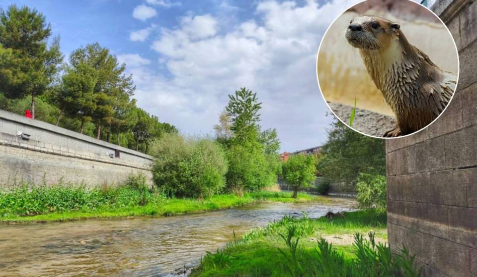 Un animal que llevaba 50 años desaparecido vuelve al Manzanares en Madrid: «El río vuelve a ofrecer unas condiciones adecuadas para la vida animal»