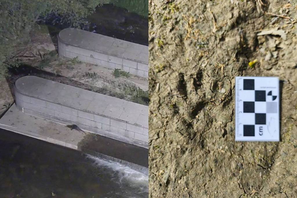 Imagens da lontra captadas pelas câmaras municipais no rio Manzanares, ao lado de uma pegada deixada pelo animal.