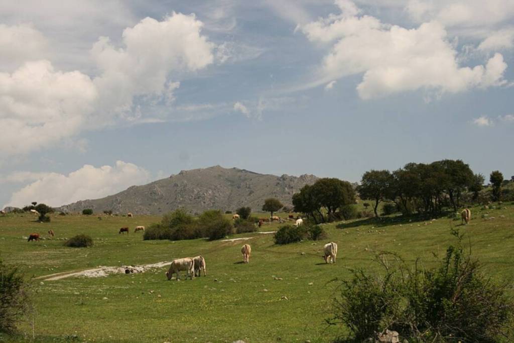 Gado a pastar na Dehesa de Navalvillar, em Colmenar Viejo.