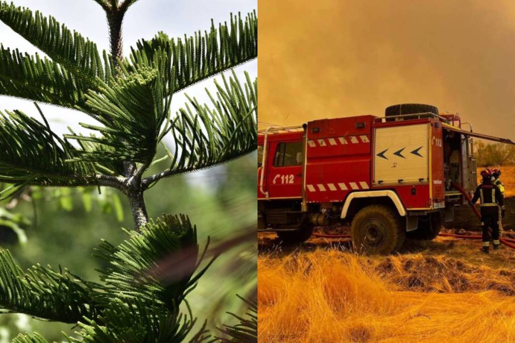 Madrid cambiará una ley para facilitar la retirada de una planta habitual en los jardines: puede acelerar la propagación del fuego