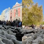 Ovelhas a atravessar o centro de Madrid, em frente à Cibeles