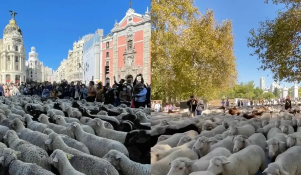 Pecore che attraversano il centro di Madrid davanti a Cibeles