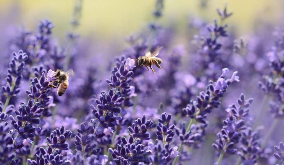 Esto es lo que puedes hacer para que tu balcón sea apto para abejas