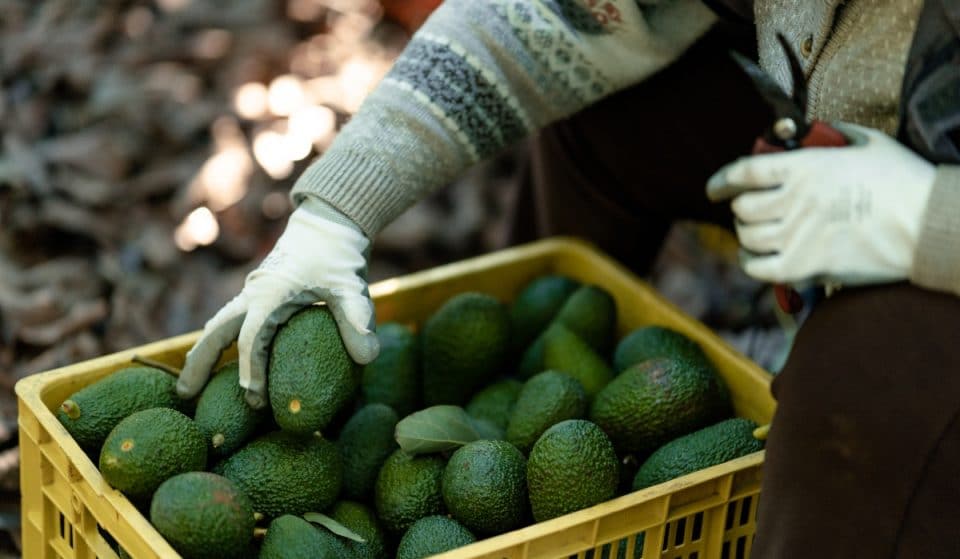 Mercadona compra más de 7.000 toneladas de aguacates malagueños