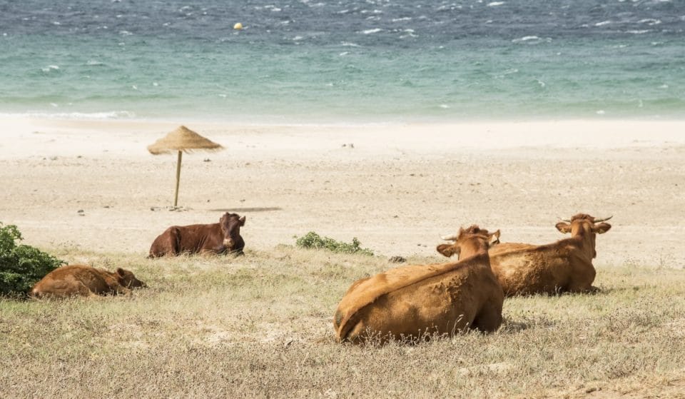 [Vídeo] Una simpática vaca retinta indica dónde está la playa de Bolonia