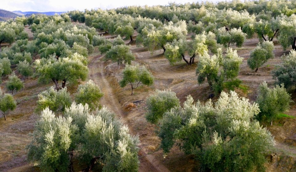 El mejor aceite de oliva del mundo se elabora en Andalucía
