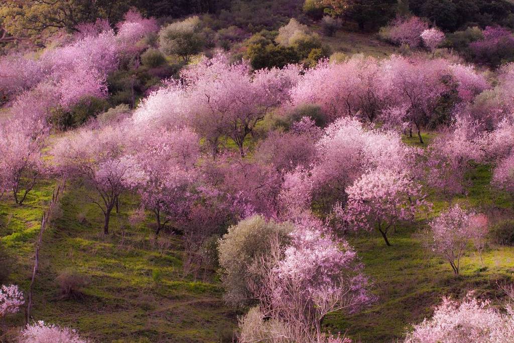 Hanami a la andaluza: dónde ver la floración más espectacular de los cerezos y almendros antes de que se caigan los pétalos