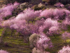 Hanami a la andaluza: dónde ver la floración más espectacular de los cerezos y almendros antes de que se caigan los pétalos