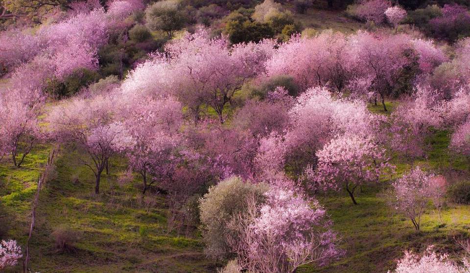 Hanami a la andaluza: dónde ver la floración más espectacular de los cerezos y almendros antes de que se caigan los pétalos