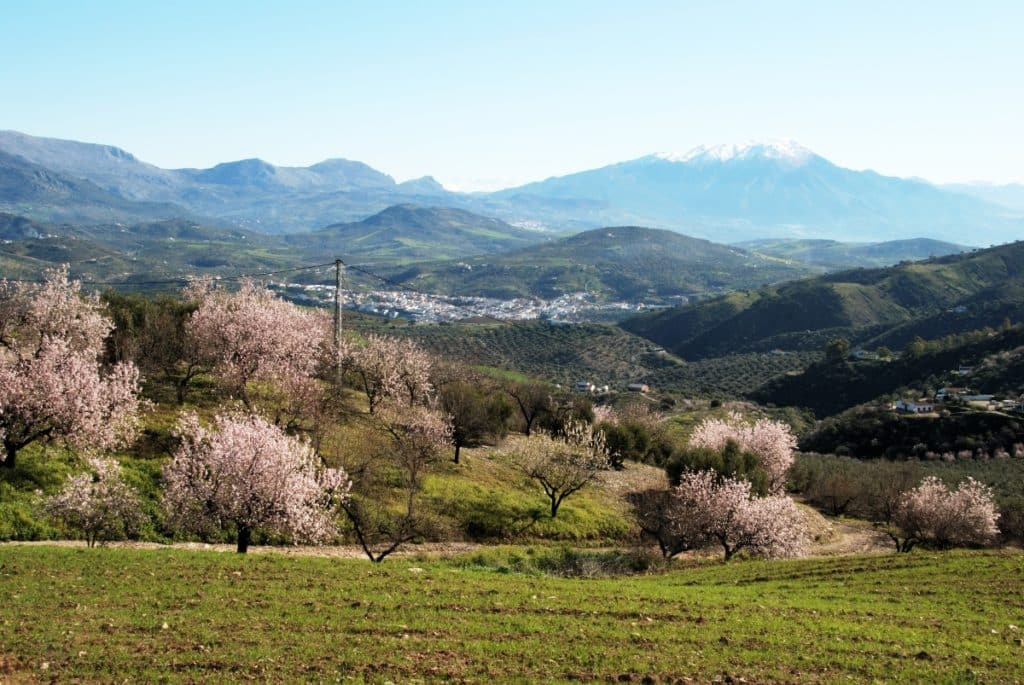 Salares campos cerezos y almendro en flor