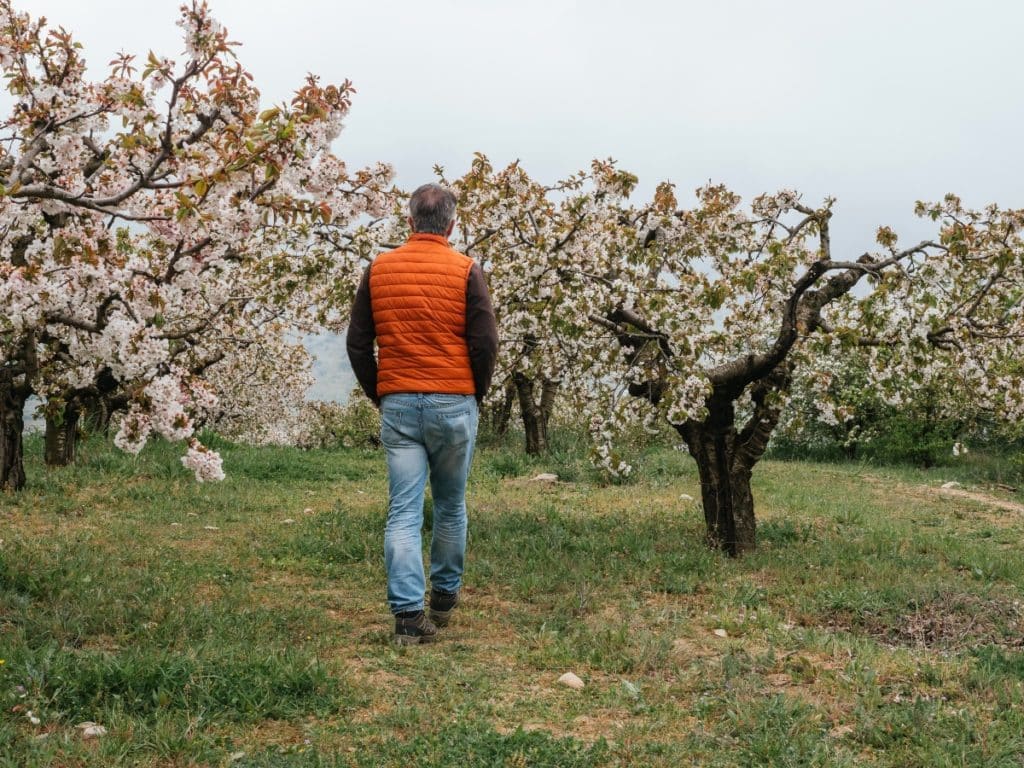 Alfarnate campos de cerezo y almendro en flor