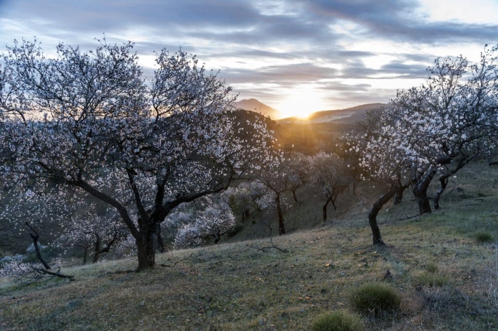 Guaro cerezos y almendros en flor