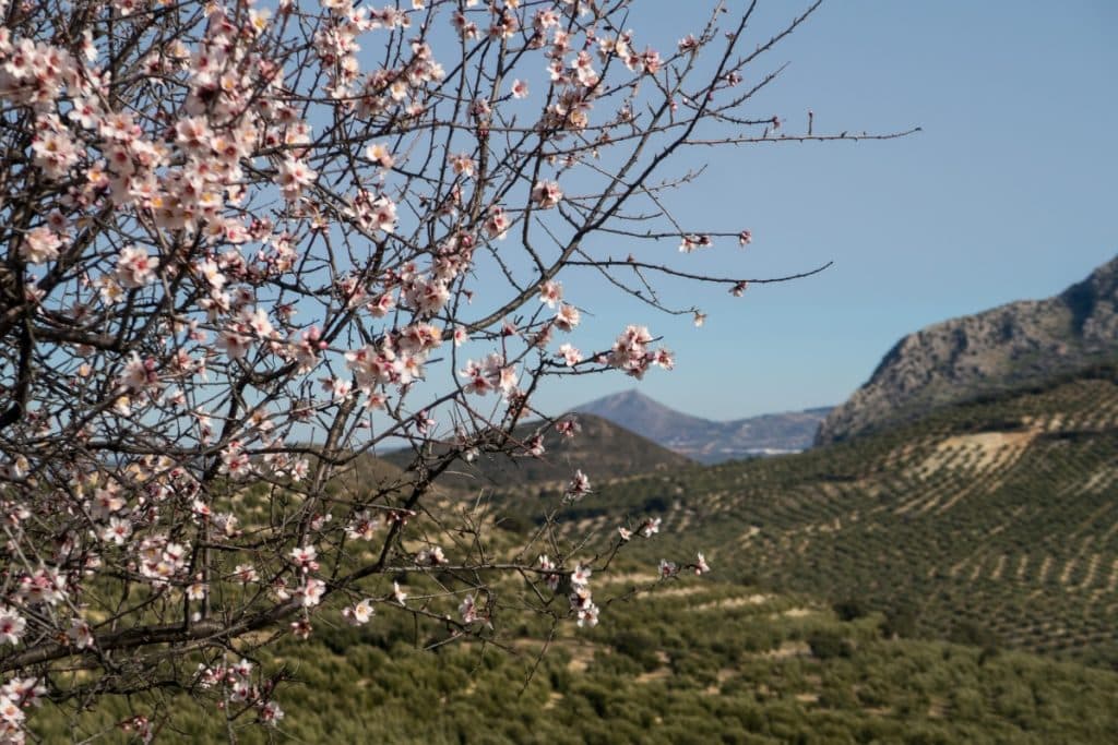 Sierra Mágina Jaén cerezo almendro