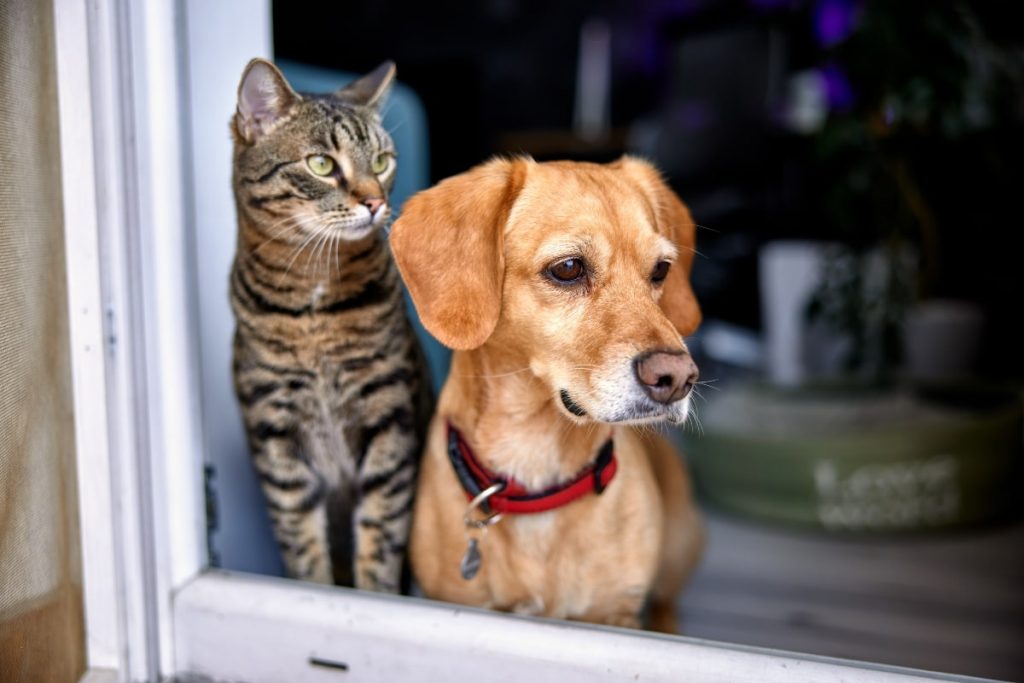 La venta de perros y gatos en tiendas quedará prohibida en toda España