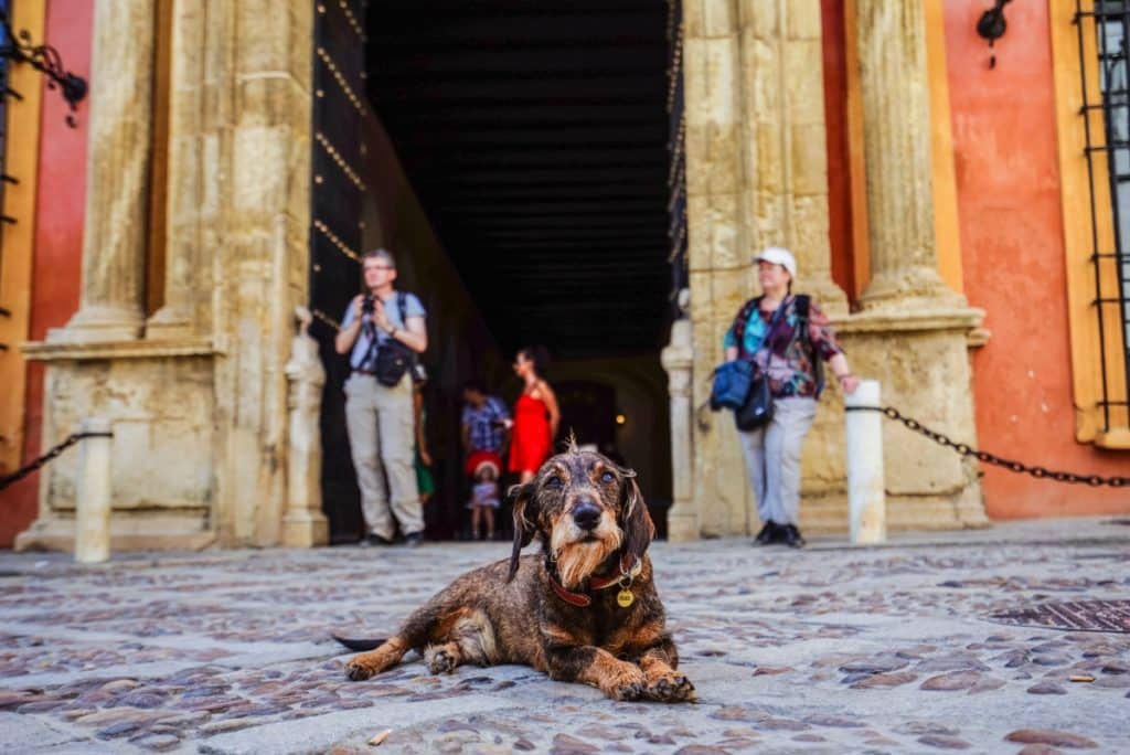 Multas perros Andalucía