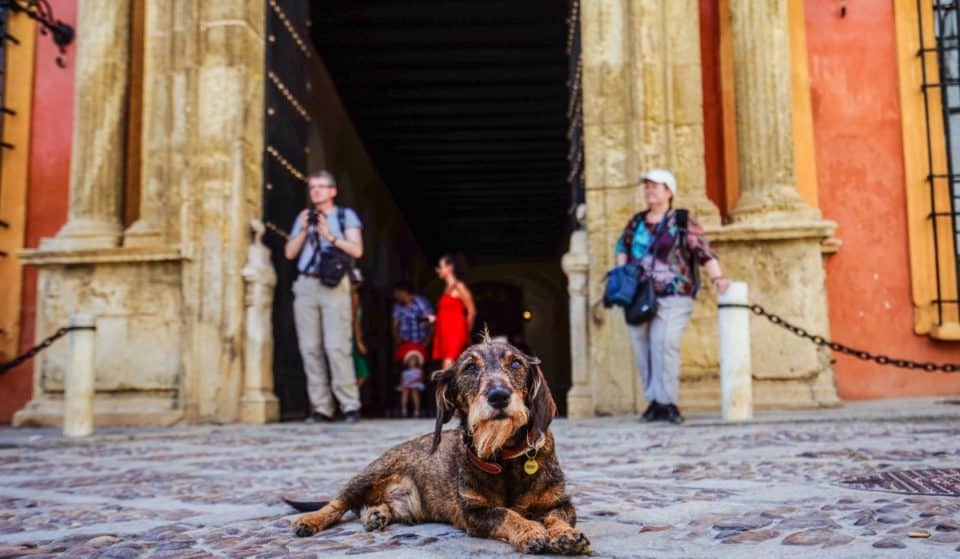 Hasta 10000 euros de multa por dejar al perro atado frente al supermercado