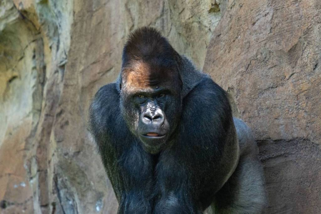Bioparc Fuengirola planes con niños Málaga