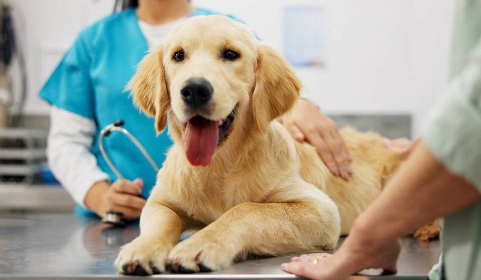 Hasta 100 € en gastos veterinarios: así funciona la nueva deducción en el IPRF por tener mascota en Andalucía