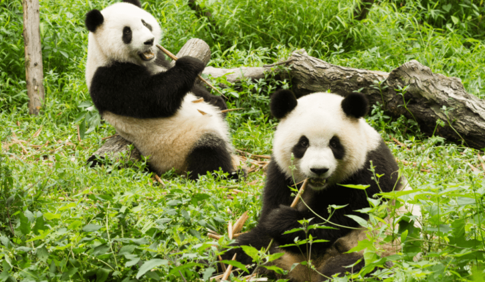 Alerte job de rêve : devenez câlineur de pandas pour 25 000€ par an !