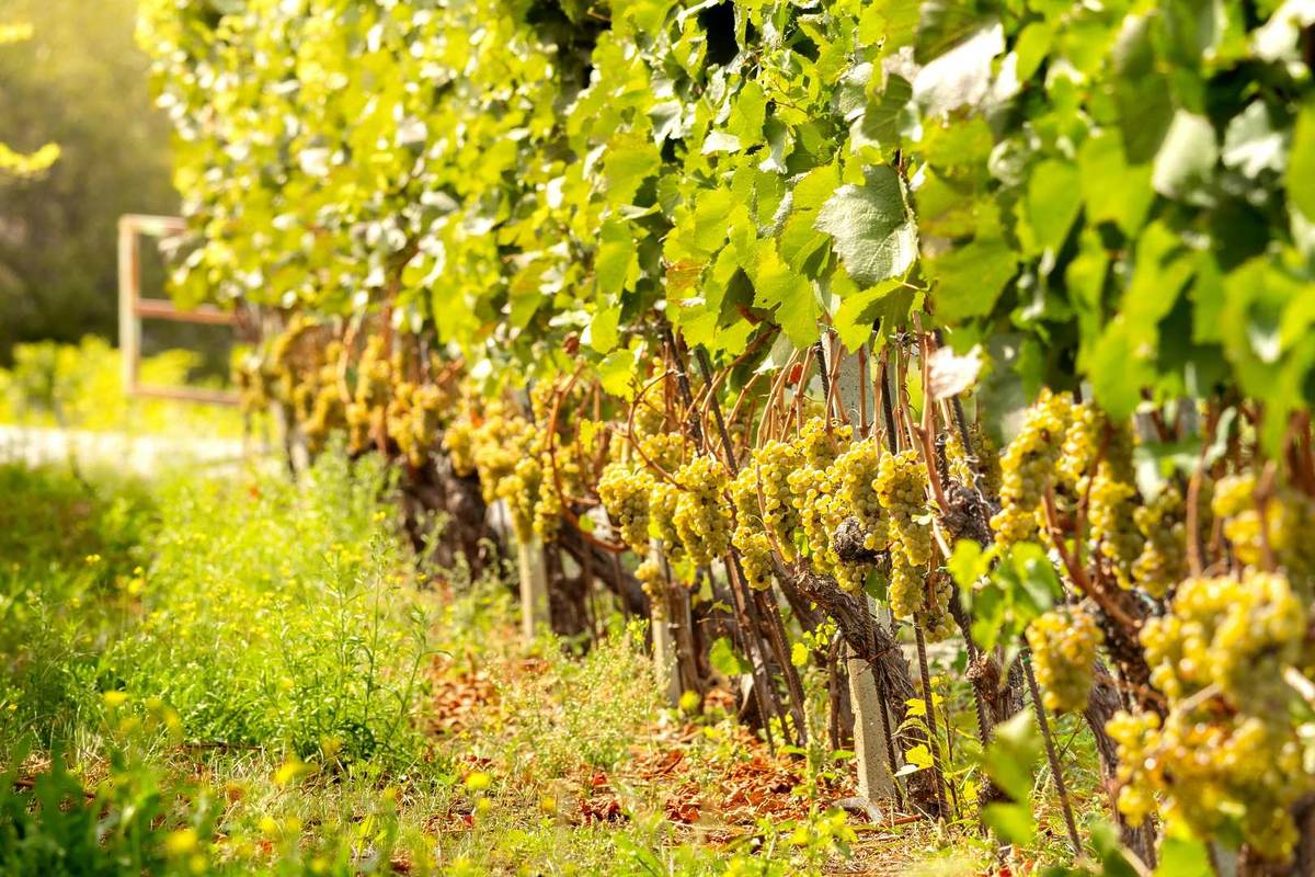 Balade en automne à Marseille - vignes de Beaurecueil