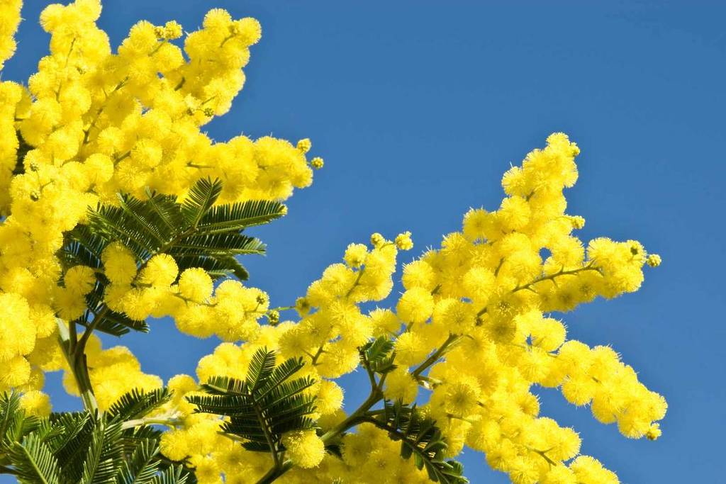 Mimosa season in the south of France around Marseille