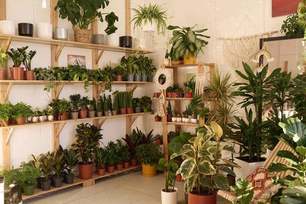 Vente de plantes à Marseille