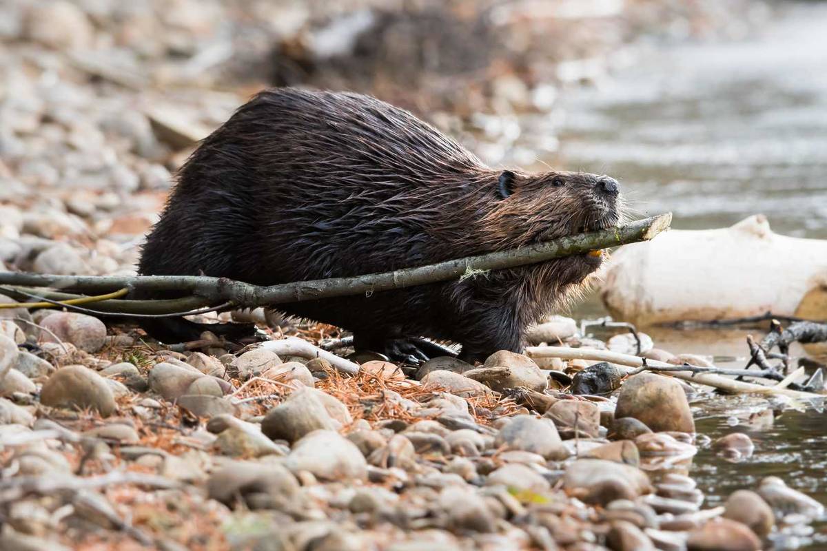 Super Lune du Castor 5 novembre 2025