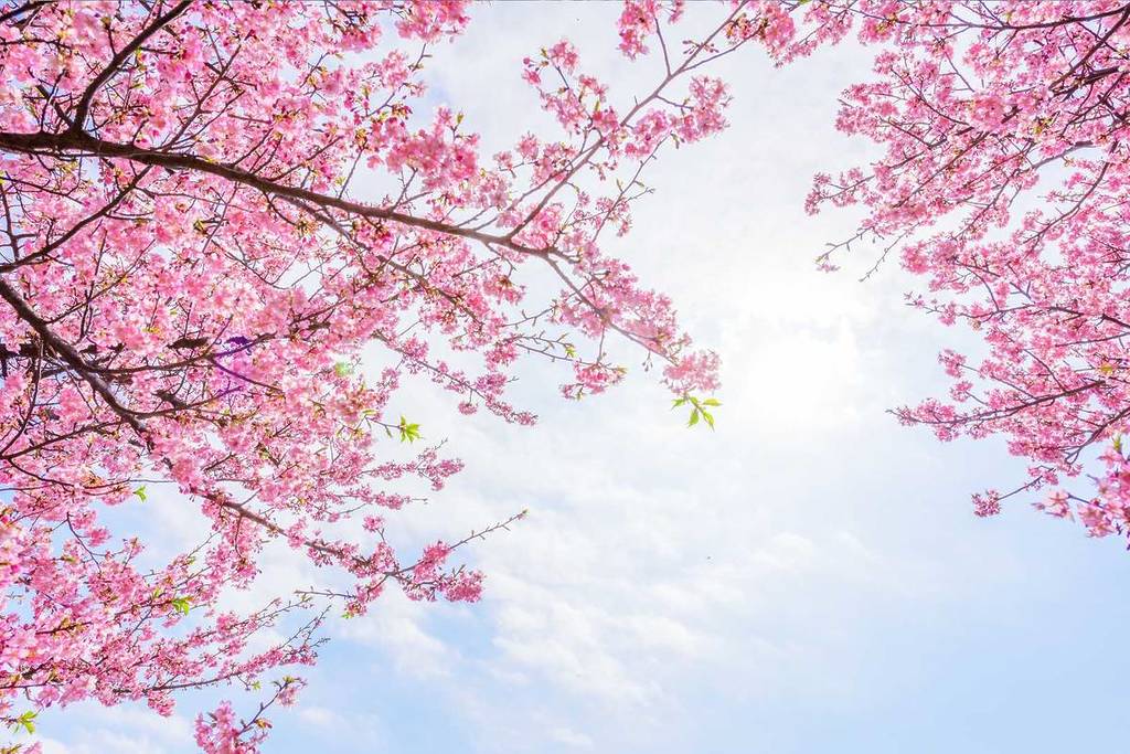 Cherry blossoms