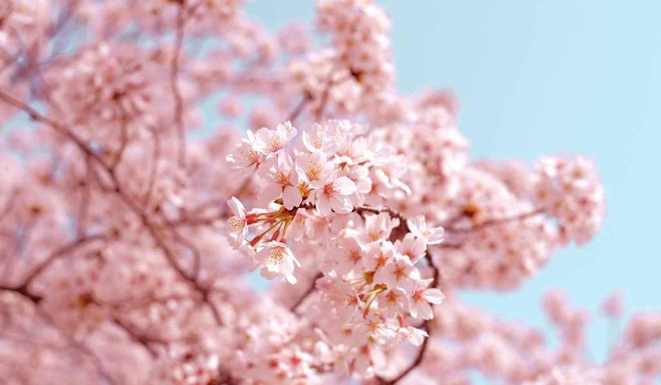 Cerisiers en fleurs : ces deux parcs japonais de Marseille se transforment et se parent de rose au printemps pour un spectacle éphémère