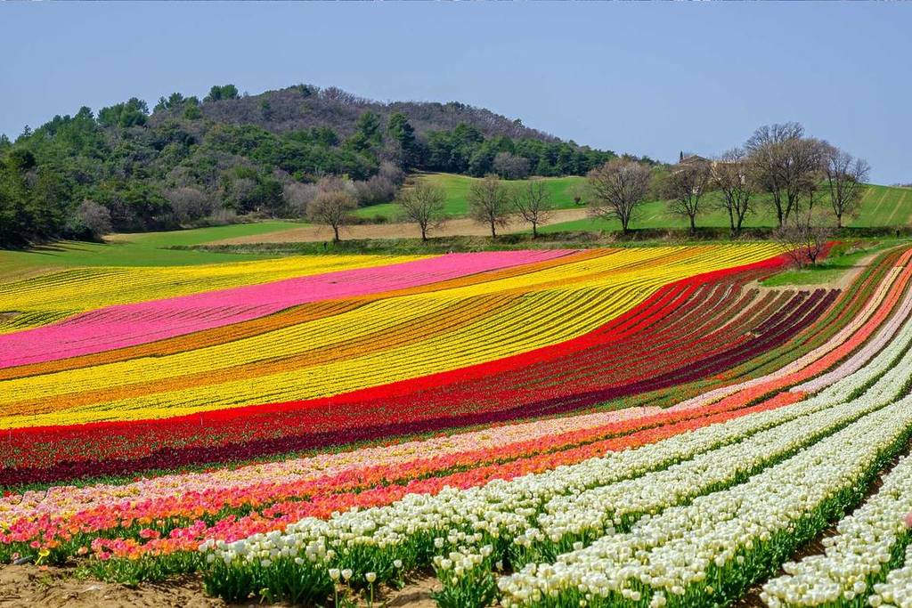Tulip fields in Provence, between Lurs and La Brillanne