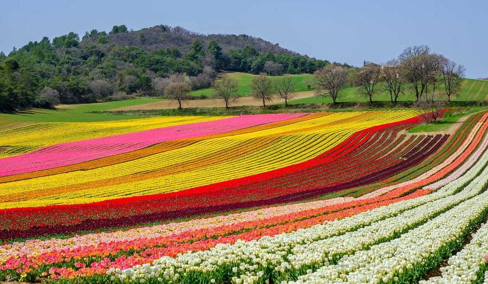 « On se croirait en Hollande » : ces champs de tulipes multicolores à 1h de Marseille transportent aux Pays-Bas sans quitter la Provence