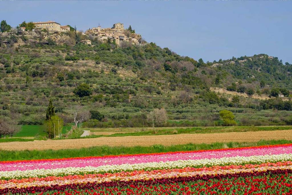 Tulip fields in Provence, between Lurs and La Brillanne