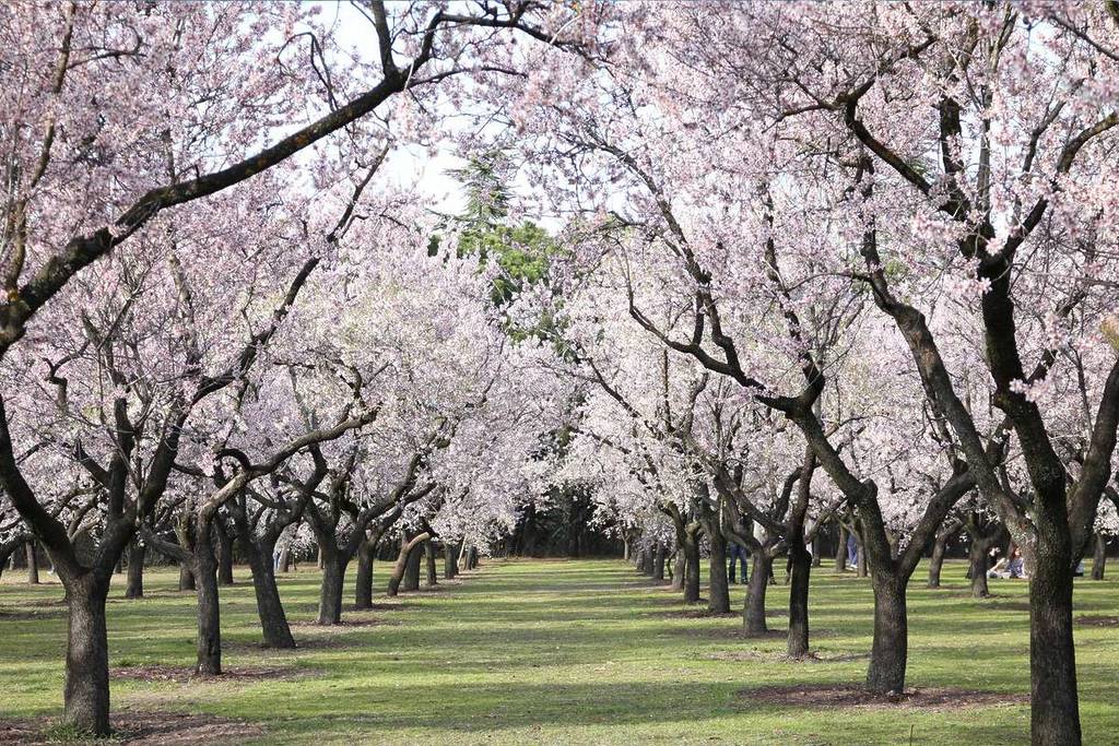 Amandiers en fleurs