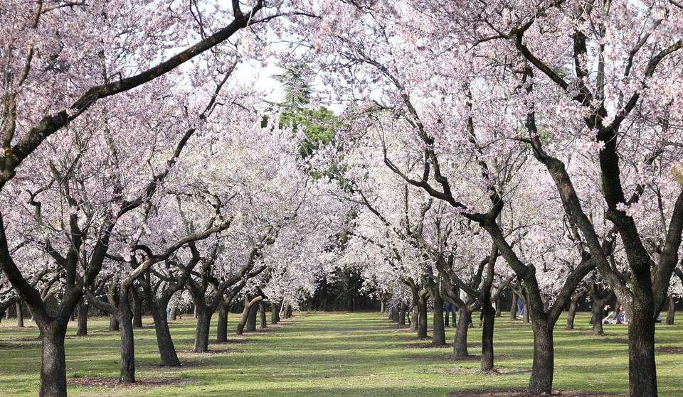 Le plus vieux messager du printemps en Provence est de retour : découvrez le spectacle magique des amandiers en fleurs dans le Parc naturel régional du Luberon