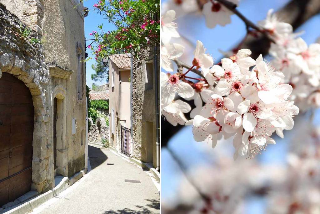 Cerisiers en fleurs à Venasque en Provence à 1h30 de Marseille