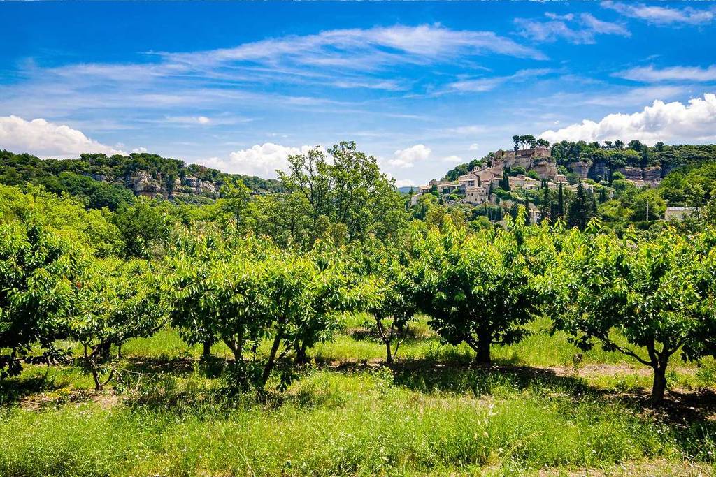 Cerisiers de Venasque en Provence à 1h30 de Marseille