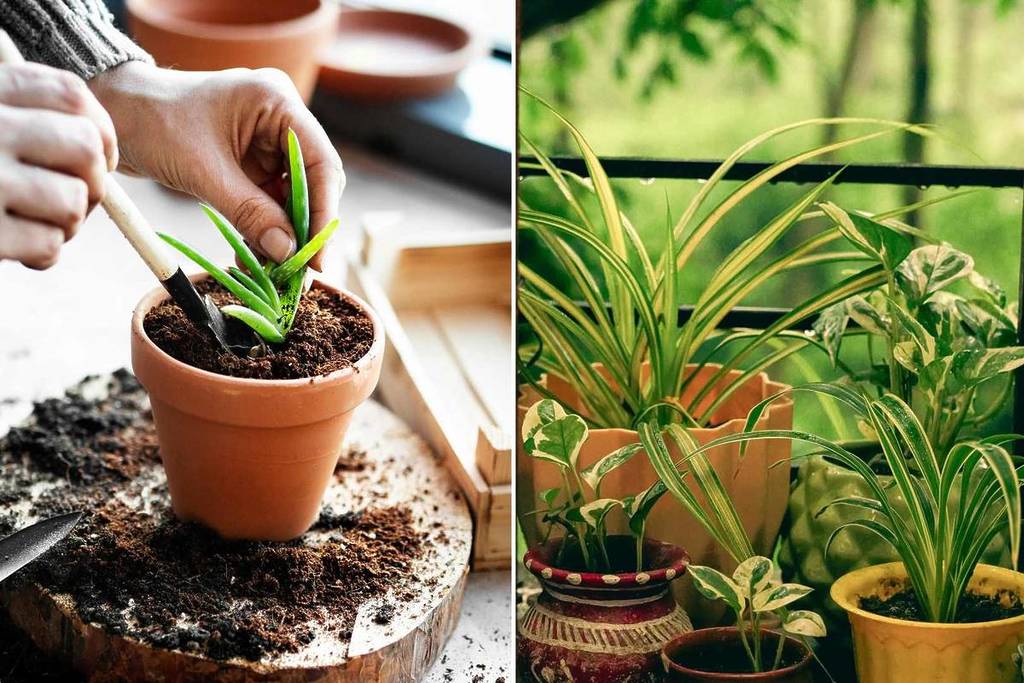 Activities and workshops centered on plants