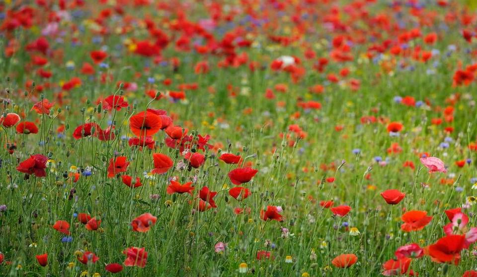 À moins d&rsquo;1h30 de Marseille, ce champ de coquelicots est le plus photogénique de Provence avec les ruines d&rsquo;un château millénaire en toile de fond