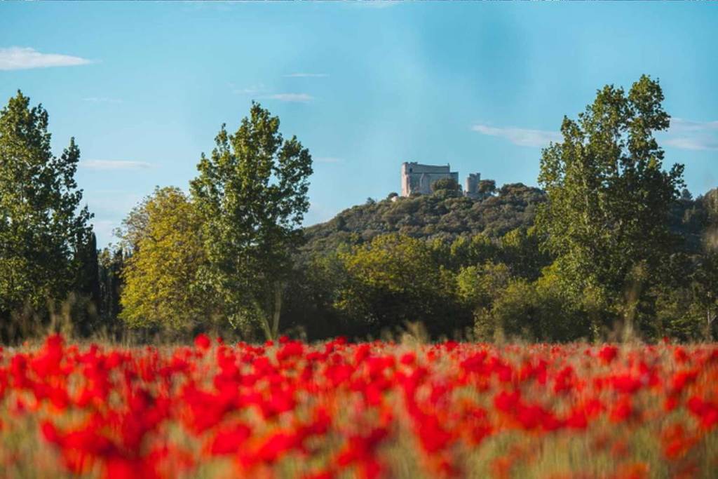 Poppy Field in Le Thor