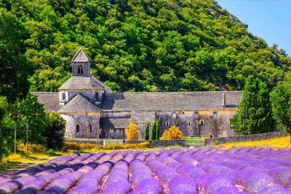 Abbaye de Sénanque et ses champs de lavande