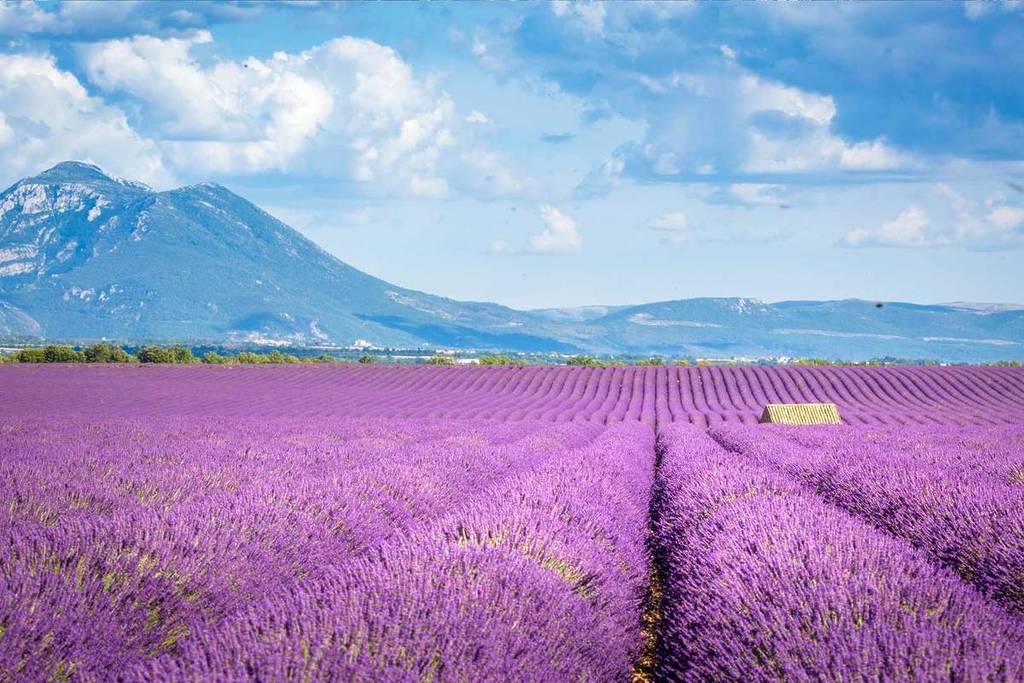 Lavender on the Valensole Plateau