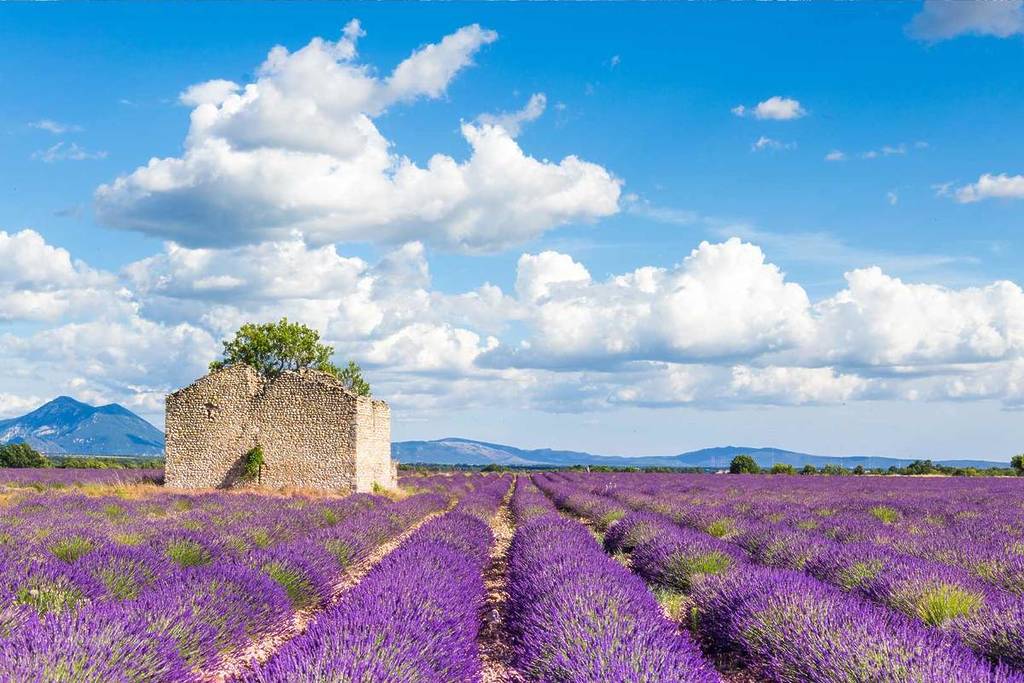 Lavender on the Valensole Plateau